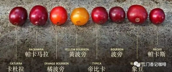 阿拉比卡咖啡豆